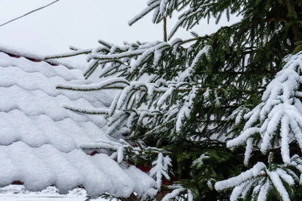 Snow Covered Pine Tree Carpathians Mountains — стоковое фото