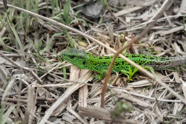 Yay çimlerinde kertenkele