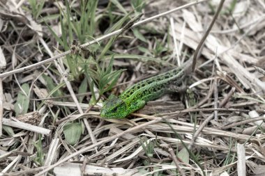 Yay çimlerinde kertenkele