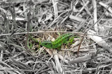 Yay çimlerinde kertenkele