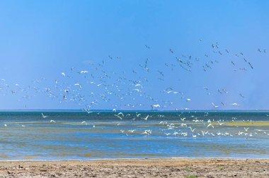 Tuzly Lagünleri Ulusal Doğa Parkı, Ukrayna 'da bir sürü kuşlu Tuzly Amazonia gölleri