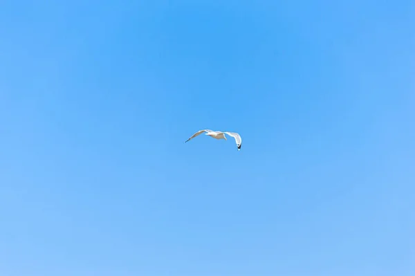 Gabbiano Che Vola Nel Cielo — Foto Stock