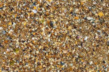 Çok renkli deniz kabukları kıyısı. Doğal arkaplan.