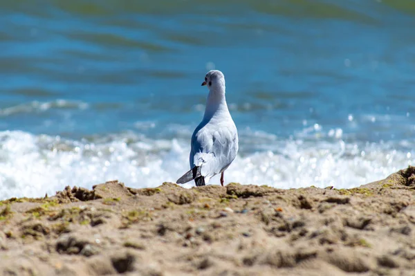 Seagull Walking Sandy Seashore — Stock Photo, Image