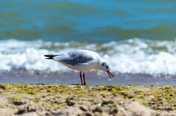 Möwe Läuft Auf Sandigem Meeresufer — Stockfoto