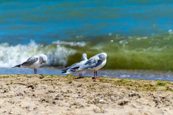 Gaviota Caminando Orilla Del Mar Arenoso — Foto de Stock