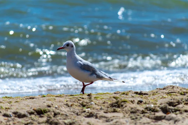 Möwe Läuft Auf Sandigem Meeresufer — Stockfoto