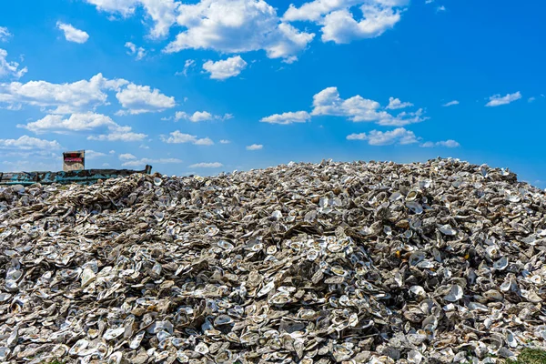 Tiligul Estuary Ukraine July 2021 Hill Oyster Shells Scifian Oysters — 图库照片