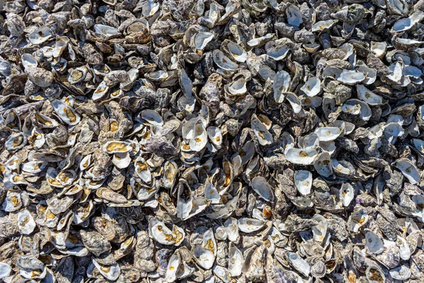 Opened Oyster Shells Background Close — Stock Photo, Image