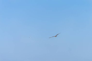 Martı gökyüzünde uçuyor.