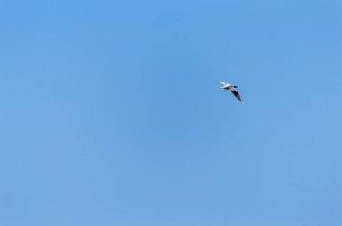 Martı gökyüzünde uçuyor.