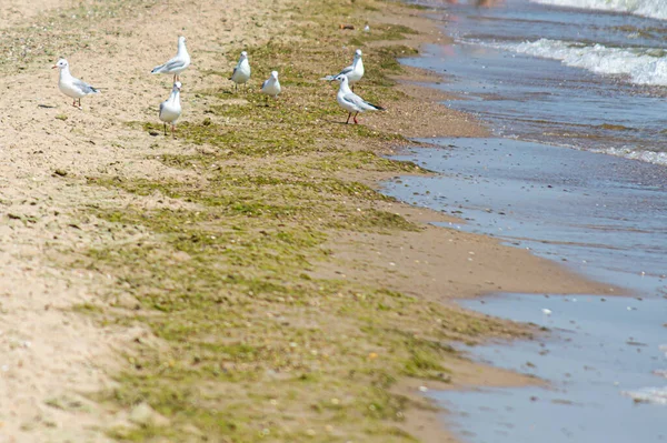 Gaivotas Praia Pela Manhã — Fotografia de Stock