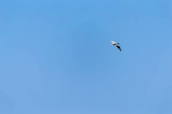 空を飛ぶカモメ — ストック写真