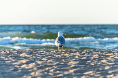 Gün doğumunda deniz kıyısındaki martılar