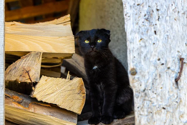 Black Catty Sitting Fence — Foto Stock