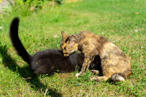 Cat Catty Grass — Foto Stock