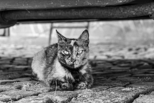 Cat Ground Black White Shot — Foto Stock
