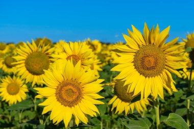 Beautiful blooming sunflowers field in farming field