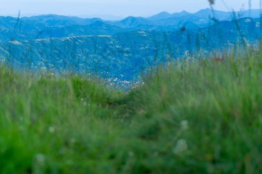 Otların arasındaki yol. Karpat Dağları manzaraları, Apetska Dağları.