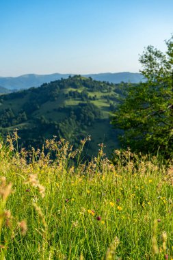 Karpatlar 'ın dağları gündoğumunda yeşil çayır manzaraları, Apetska dağları.