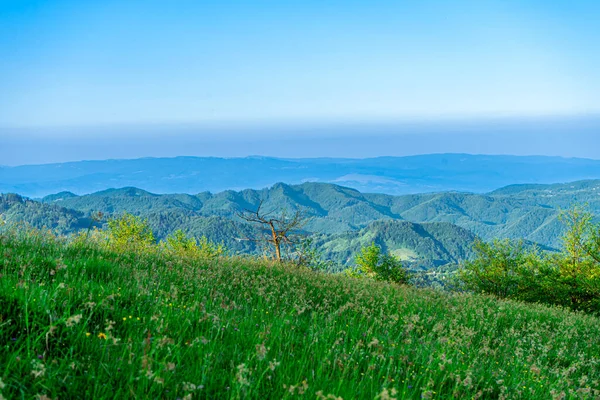 日の出に緑の牧草地からカルパティア山脈の風景 Apetska山 — ストック写真