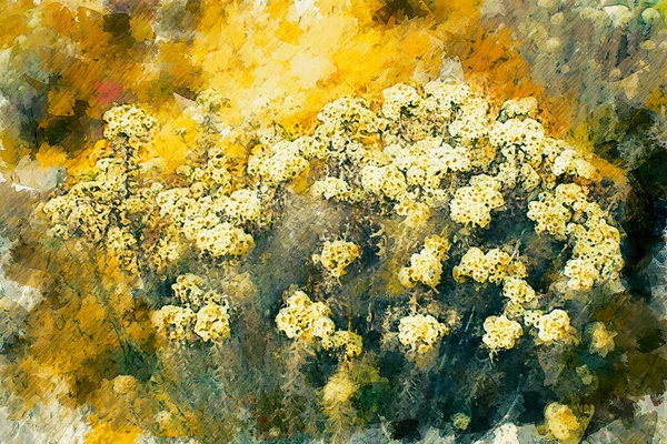 Pintura Digital Abstrata Flor Selvagem Tons Amarelos Pintura Óleo Sobre — Fotografia de Stock