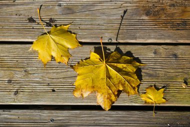 Salzkammergut, Yukarı Avusturya, Avrupa 'daki bir akçaağaç yaprakları