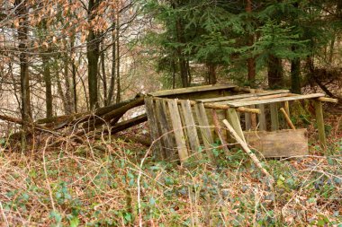 Yukarı Avusturya 'da bir ormanda düşmüş bir avcı derisi.