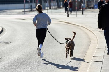 Arkadan koşan dişi köpek Ringstrasse Viyana 'da