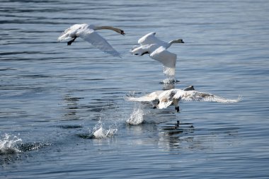 Traunsee, Salzkammergut, Avusturya ve Avrupa üzerinde uçan kuğular