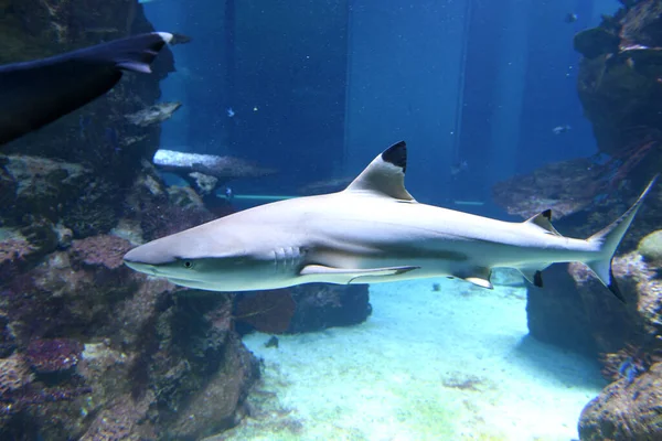 Viyana 'da Deniz Evi, Avusturya, Avrupa