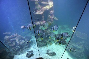 Viyana 'da Deniz Evi, Avusturya, Avrupa