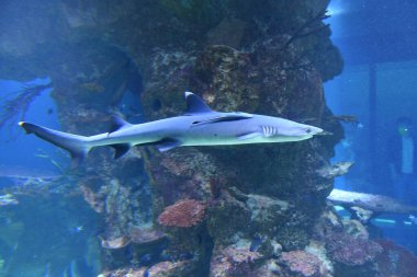 Viyana 'da Deniz Evi, Avusturya, Avrupa