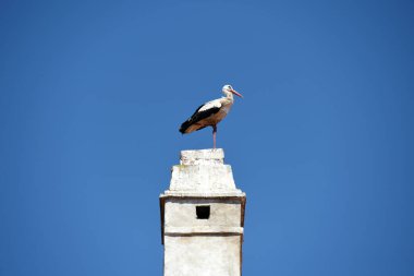 Avusturya 'nın Burgenland kentindeki Neusiedl Gölü' ndeki Rust kasabasında leylekler