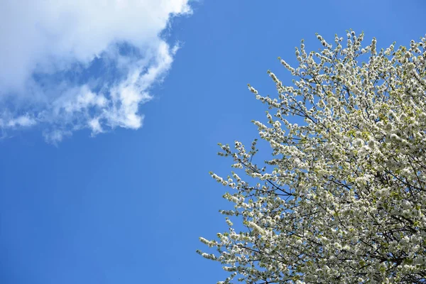 Baum mit weien Blten im Frhling mit blauem Himmel und Wolke - 