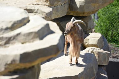 Viyana, Avusturya 'da Schoenbrunn Hayvanat Bahçesi' nde Berberi koyunlar, Europ