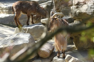 Viyana, Avusturya 'da Schoenbrunn Hayvanat Bahçesi' nde Berberi koyunlar, Europ