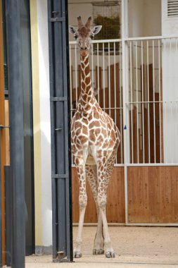 Viyana, Avusturya ve Avrupa 'daki Schoenbrunn Hayvanat Bahçesinde zürafa