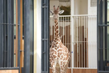 Viyana, Avusturya 'daki Schoenbrunn Hayvanat Bahçesinde zürafa