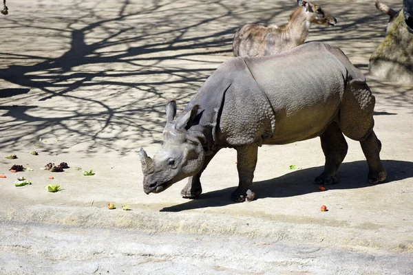 유럽의 오스트리아 동물원에 코뿔소 — 스톡 사진