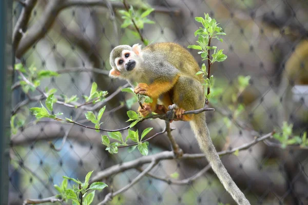 Κοινή Μαϊμού Σκίουρος Στο Ζωολογικό Κήπο Schoenbrunn Στη Βιέννη Αυστρία — Φωτογραφία Αρχείου