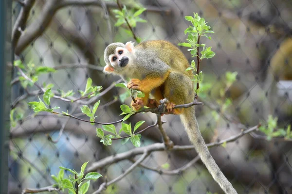 Scimmia Scoiattolo Comune Nello Zoo Schoenbrunn Vienna Austria Europ — Foto Stock