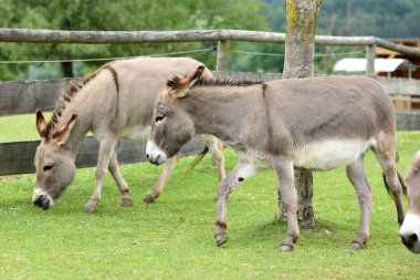 Deggendorf, Bavyera, Almanya 'daki Gut Aiderbichl' de Eşek