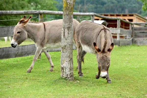 Donkeys Gut Aiderbichl Deggendorf Bavaria Germany — Stock fotografie
