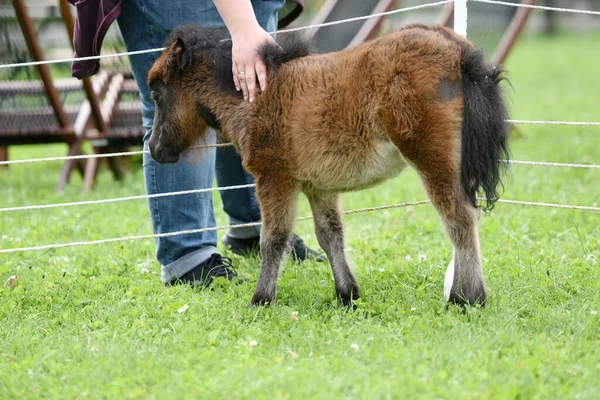 Miniature Horse Gut Aiderbichl Deggendorf Bavaria Germany — ストック写真