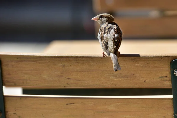 Sparrow Sits Chair Arm Gut Aiderbichl Salzburg — Stockfoto