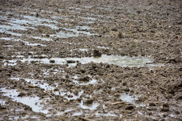 Heavy Rainfall Puddles Water Freshly Harrowed Field — Foto Stock