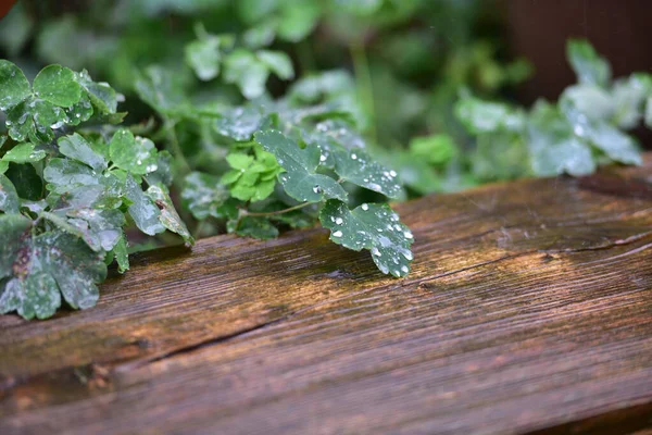 Heavy Rain Garden — Stock Photo, Image