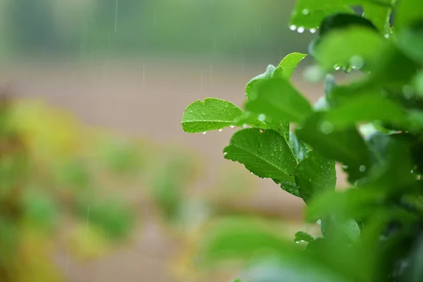 Raindrops on a cherry laurel in a garden