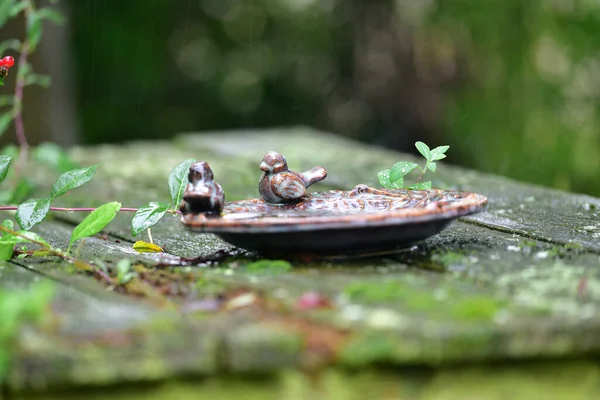 Bird Bath Garden Rain — ストック写真